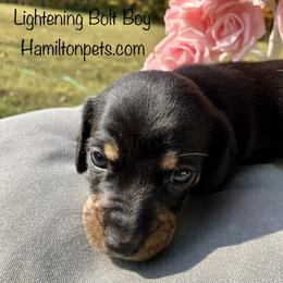 Dachshund Puppies from Shawnee Tribe Dachshunds