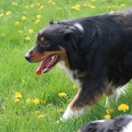 Vodka - Australian Shepherd