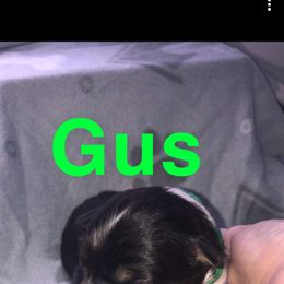 Australian Shepherd Puppies from MND Aussies