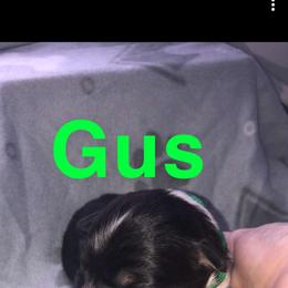 Australian Shepherd Puppies from MND Aussies