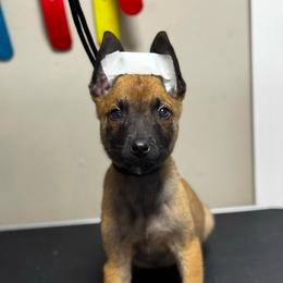 Donner - Tan female Working Dog Cross puppy in Clarksville, Tennessee from Vuurhart Herders