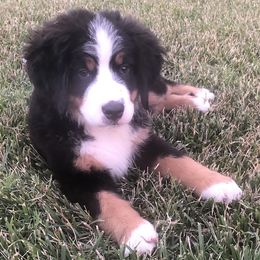 Bernedoodles from Wilderness Point Doodles