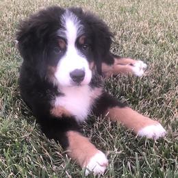 Bernedoodles from Wilderness Point Doodles
