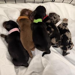 Dachshund puppies from Seleners Wieners
