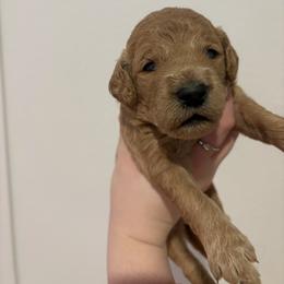 Daenerys - Red  female Goldendoodle puppy in Richmond, Texas from Harper’s Heartbeats
