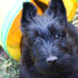 Poodle and Scottish Terrier Puppies from Conundrums Kennels