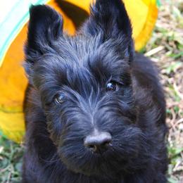 Poodle and Scottish Terrier Puppies from Conundrums Kennels