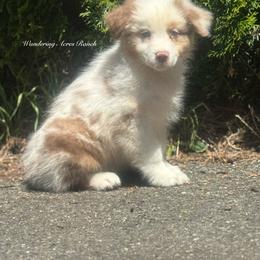 Hashbrown - Red merle male Australian Shepherd puppy in Chehalis, Washington from Wandering Acres Ranch