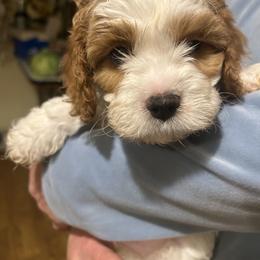 Shaggy - Blenheim male Cavapoo puppy in Burke, New York from Patti’s Puppies
