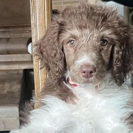 Poodles from The Standards
