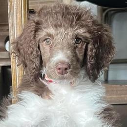 Poodles from The Standards