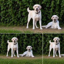 Labrador Retriever puppies from Wright Way Retrievers