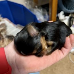 Yorkshire Terrier Puppies from Sweet Soul Yorkies