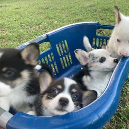American Corgi and Pembroke Welsh Corgi Puppies from Swell Corgis