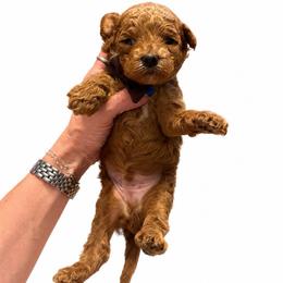 Woody - Red  male Goldendoodle puppy in Hot Springs, Arkansas from Hot Springs Kennels