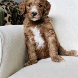 Conrad - Red  male Goldendoodle puppy in College Station, Texas from Em & El Doodles