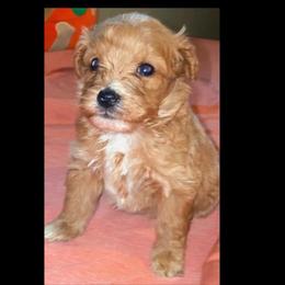 Velma - Red  female Goldendoodle puppy in Cumberland, Rhode Island from minigoldendoodlesofRI