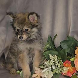Bambi - Wolf sable female Pomeranian puppy in Newport News, Virginia from Itty Bitty Poms