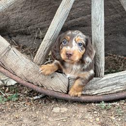 Hugo - Dapple male Dachshund puppy in La Veta, Colorado from Spanish Peaks Longhair Mini Dachshunds