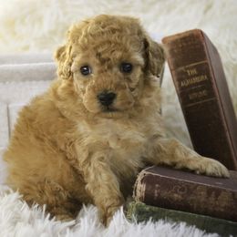 Fredrick - Red  male Poodle puppy in Etna Green, Indiana from Perfect Match Poodles