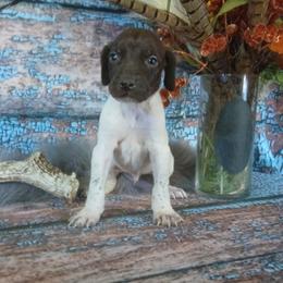 Boy 6 - White and liver male German Shorthaired Pointer puppy in Laporte, Minnesota from Northern Odyssey Gun Dogs