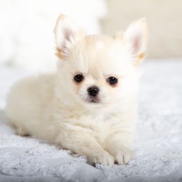 Riley - Cream and white male Chihuahua puppy in Orlando, Florida from Destiny Chihuahuas