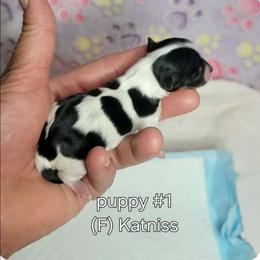 Katniss - Black tan and white female Biewer Terrier puppy in Conetoe, North Carolina from Southern Belle's Biewer Terriers & Papillons