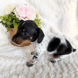 Jack - Piebald male Dachshund puppy in Palestine, Texas from Oak tree Dachshunds