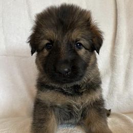 German Shepherds from Marisol's German Shepherds