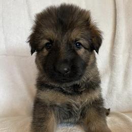 German Shepherds from Marisol's German Shepherds