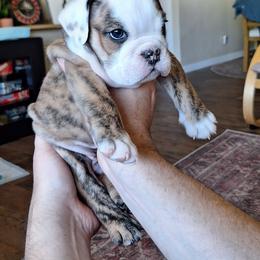 Bulldog Puppies from Gina Francis