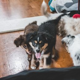 Miniature Australian Shepherd Puppies from The Kelley Crew