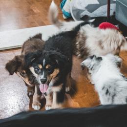 Miniature Australian Shepherd Puppies from The Kelley Crew