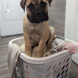 Bullmastiff Puppies from Bristol Hills Bullmastiff