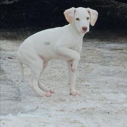 Lua Ash - White and orange male Dalmatian puppy in Conrath, Wisconsin from JSF Dalmatians LLC