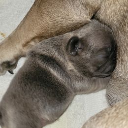 French Bulldog Puppies from 4 Leaf Frenchies