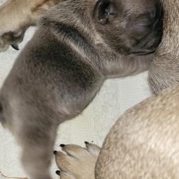 French Bulldog Puppies from 4 Leaf Frenchies
