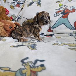 Joy - Dapple female Dachshund puppy in Cardington, Ohio from A & J Miniature Dachshunds & Bulldogs