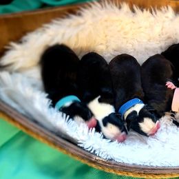 Boston Terrier Puppies from Diamonds In The Ruff Boston Terriers