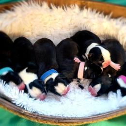 Boston Terrier Puppies from Diamonds In The Ruff Boston Terriers