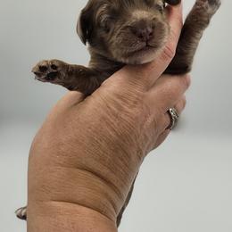 Black Male - Brown and white male Cockapoo puppy in Mocksville, North Carolina from Hunting Creek Farm & Kennel