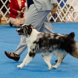 Baron - Miniature American Shepherd
