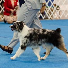 Baron - Miniature American Shepherd