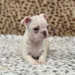 White Cream boy 1 - Black and white male Boston Terrier puppy in Madera Acres, California from Muggin Bostons Terriers and Mini Dachshund