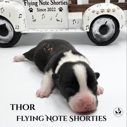 Thor - Black and white male Cardigan Welsh Corgi puppy in Casper, Wyoming from Flying Note Shorties