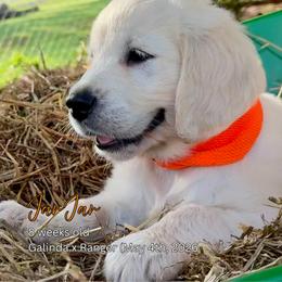Jar Jar - Light golden male Golden Retriever puppy in Cashion, Oklahoma from Aurum Purus Golden Retrievers