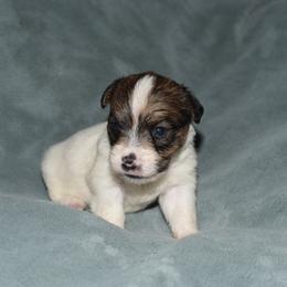 Ina Boy 3 - White and tan male Russell Terrier puppy in Middletown, Virginia from DBF Russell Terriers