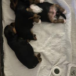 Yorkshire Terrier puppies from Los Angeles Teacup Yorkie