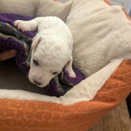 Bichon Frise Puppies from Jawoofski's Bichons