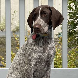 German Shorthaired Pointers from Farrook GSP's